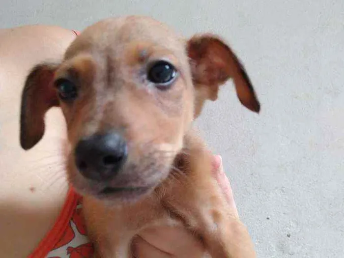 Cachorro ra a SDR idade 2 a 6 meses nome Não tem nome
