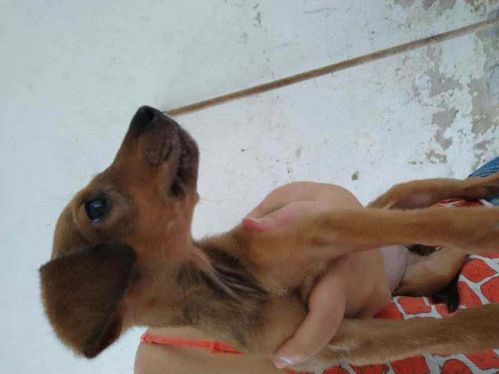 Cachorro ra a SDR idade 2 a 6 meses nome Sem nome