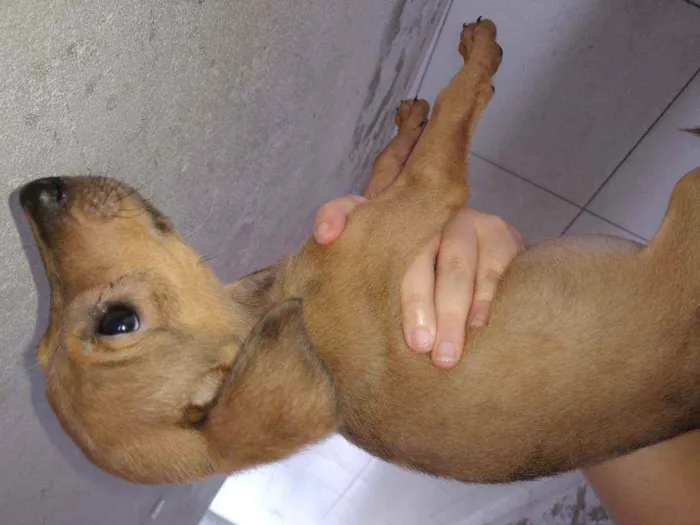 Cachorro ra a SDR idade 2 a 6 meses nome Sem nome
