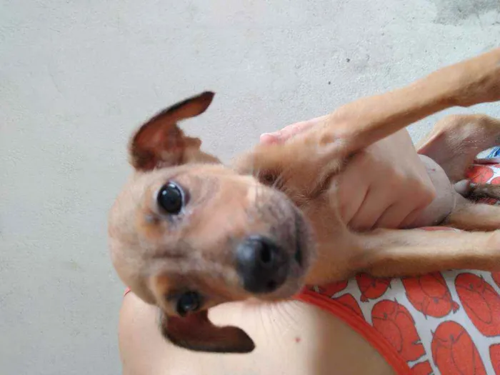 Cachorro ra a SDR idade 2 a 6 meses nome Sem nome