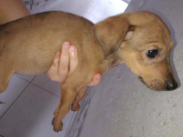 Cachorro ra a SDR idade 2 a 6 meses nome Sem nome
