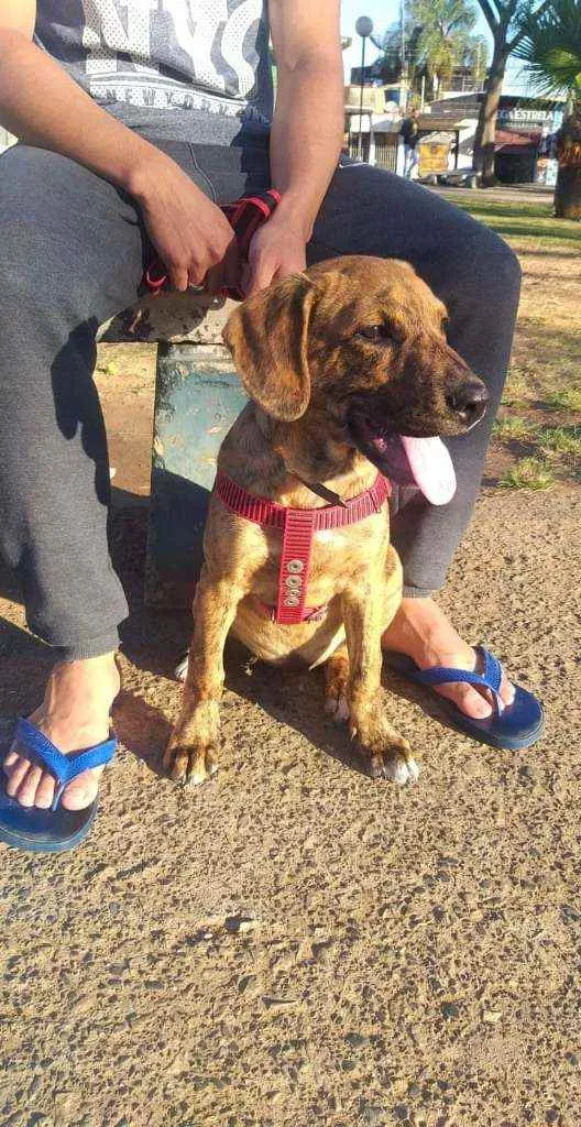 Cachorro ra a Pitbull idade 2 a 6 meses nome Ralf