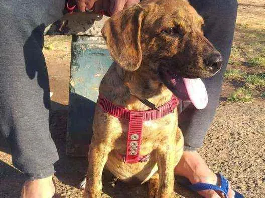 Cachorro ra a Pitbull idade 2 a 6 meses nome Ralf