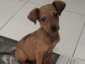 Cachorro raça SDR idade 2 a 6 meses nome Sem nome