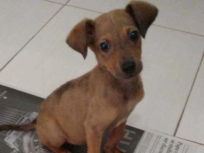 Cachorro ra a SDR idade 2 a 6 meses nome Sem nome