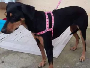 Cachorro raça vira-lata idade 1 ano nome neguinha