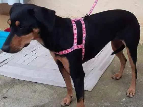Cachorro ra a vira-lata idade 1 ano nome neguinha