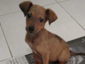Cachorro raça SDR idade 2 a 6 meses nome Não tem nome