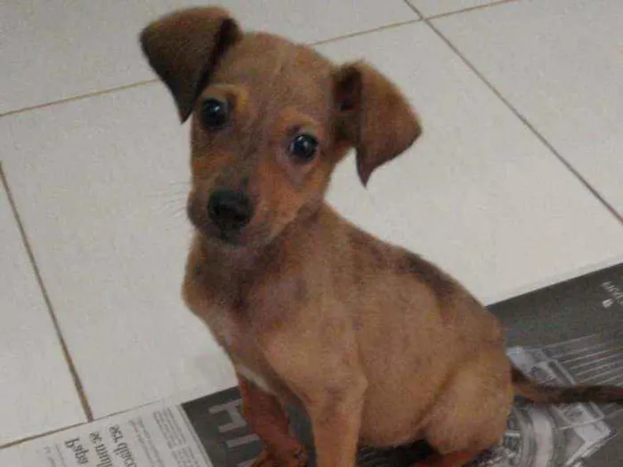 Cachorro ra a SDR idade 2 a 6 meses nome Não tem nome