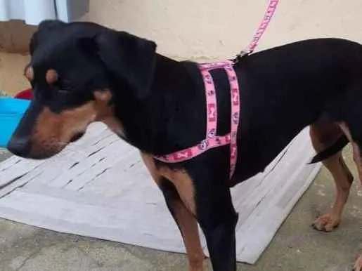 Cachorro ra a vira-lata idade 1 ano nome neguinha