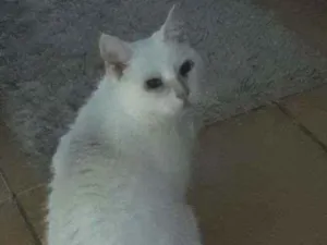 Gato raça Gata branca sem raça definida idade 6 ou mais anos nome Xuxa 