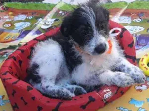 Cachorro raça Pai poodle e mãe vira lata idade Abaixo de 2 meses nome Lindinha