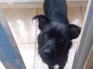 Cachorro raça  idade 7 a 11 meses nome Nick