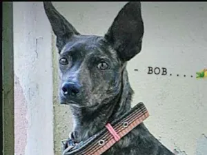 Cachorro raça Vira lata idade 7 a 11 meses nome Bob
