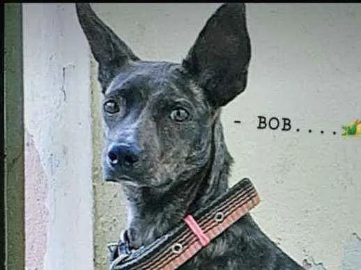 Cachorro ra a Vira lata idade 7 a 11 meses nome Bob