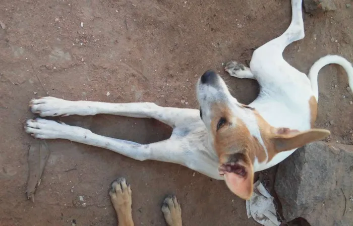 Cachorro raça Vira lata com labrador idade 2 a 6 meses nome Laila, Luna e Lis