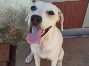 Cachorro raça Vira lata com labrador idade 2 a 6 meses nome Laila, Luna e Lis