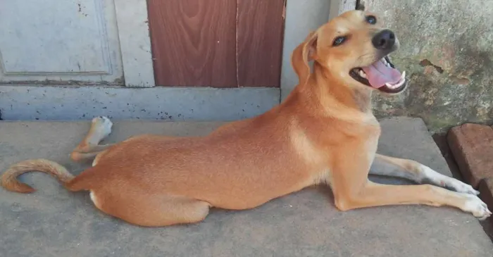 Cachorro raça Vira lata com labrador idade 2 a 6 meses nome Laila, Luna e Lis