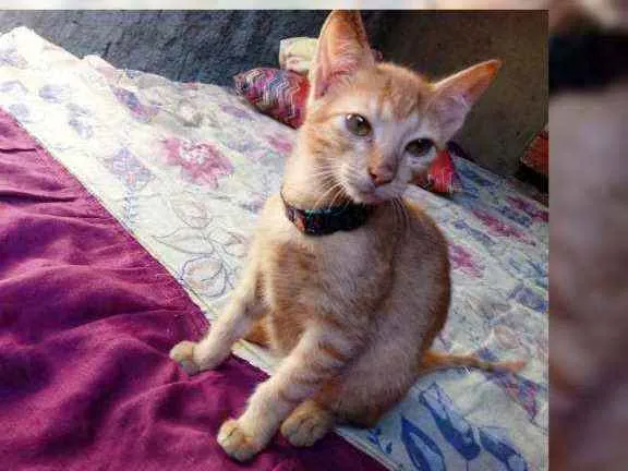 Gato raça Srd idade 2 a 6 meses nome Galego