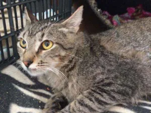 Gato raça SRD idade 7 a 11 meses nome Amora