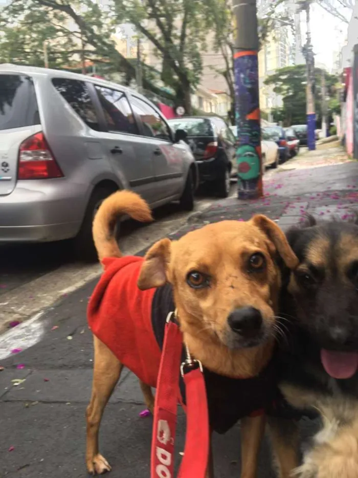 Cachorro ra a SRD idade 5 anos nome NINO