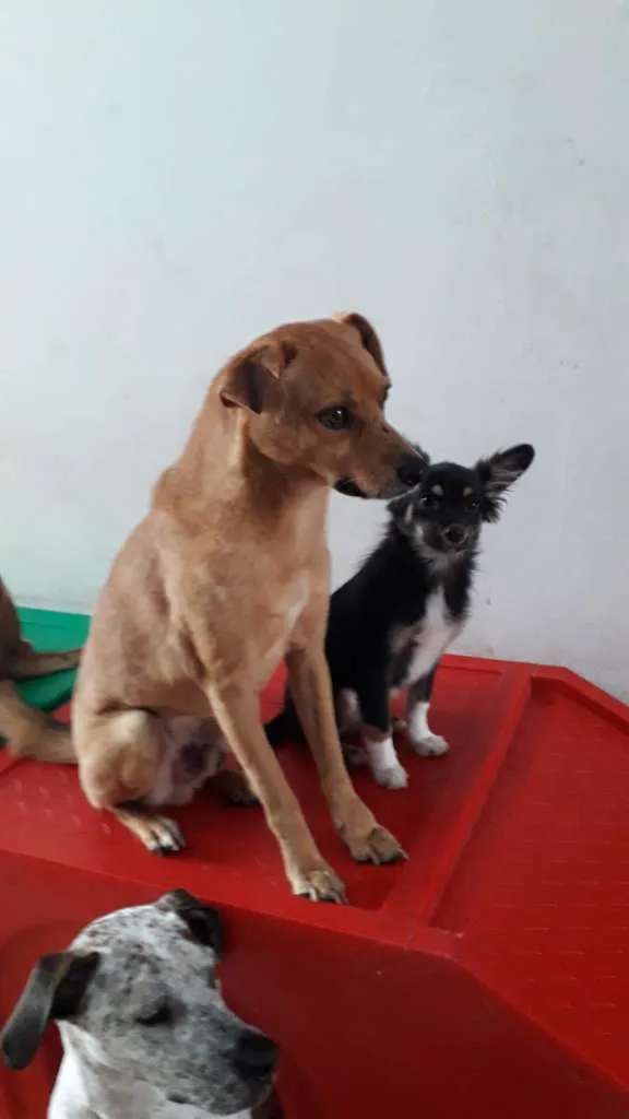 Cachorro ra a SRD idade 5 anos nome NINO