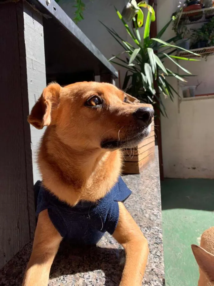 Cachorro ra a SRD idade 5 anos nome NINO