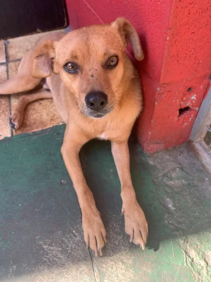 Cachorro ra a SRD idade 5 anos nome NINO