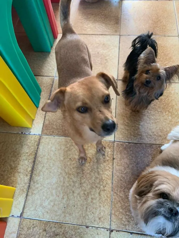 Cachorro ra a SRD idade 5 anos nome NINO