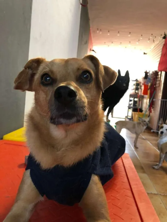 Cachorro ra a SRD idade 5 anos nome NINO