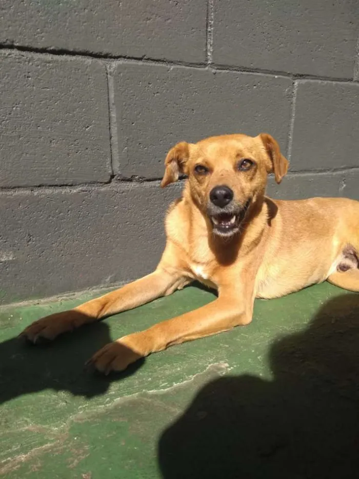 Cachorro ra a SRD idade 5 anos nome NINO