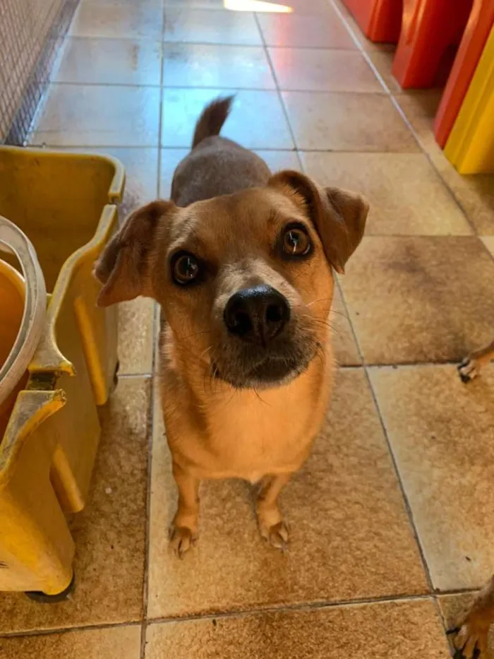 Cachorro ra a SRD idade 5 anos nome NINO