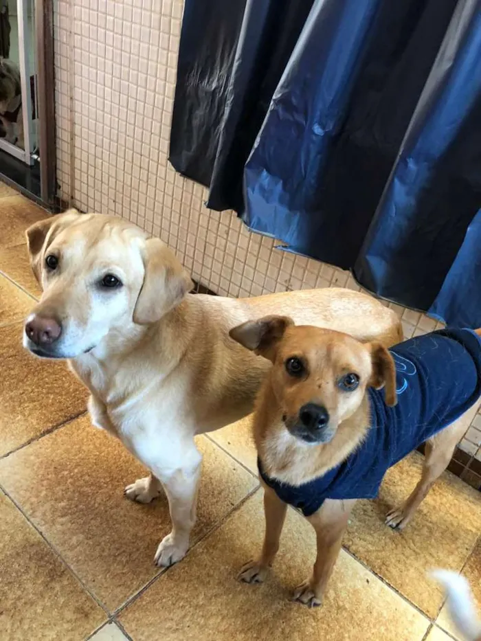 Cachorro ra a SRD idade 5 anos nome NINO