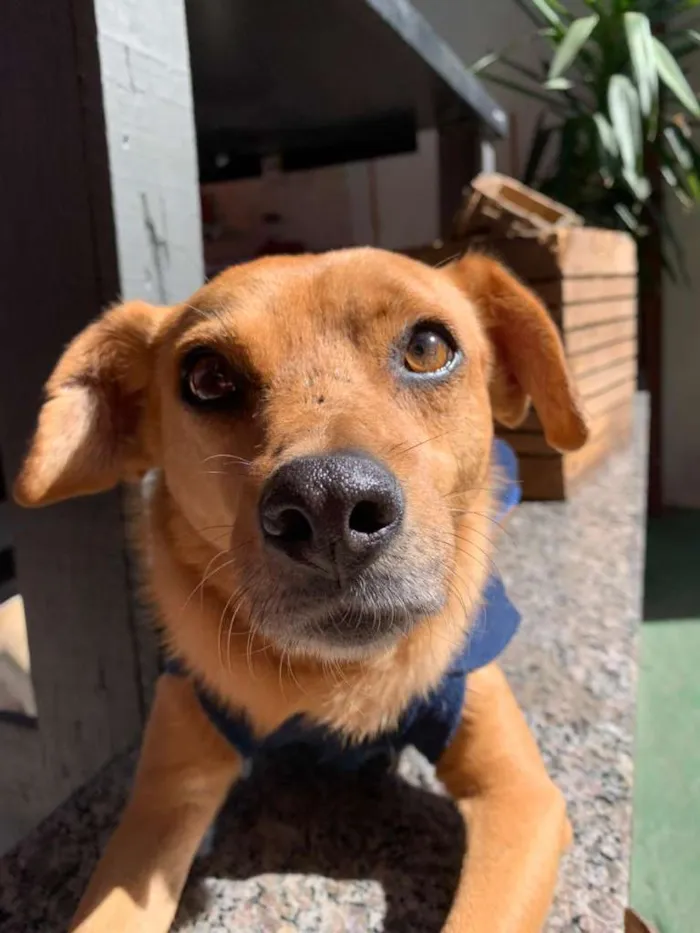 Cachorro ra a SRD idade 5 anos nome NINO