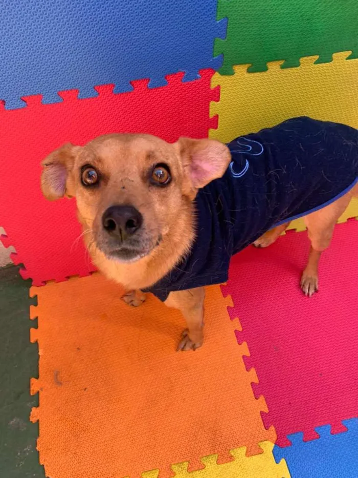 Cachorro ra a SRD idade 5 anos nome NINO