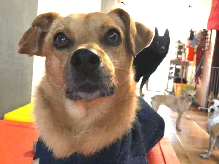 Cachorro ra a SRD idade 5 anos nome NINO