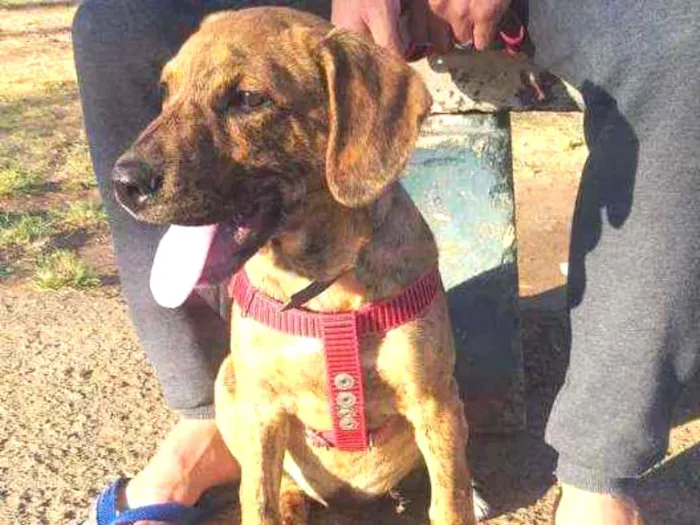 Cachorro ra a Pitbull idade 2 a 6 meses nome Ralf