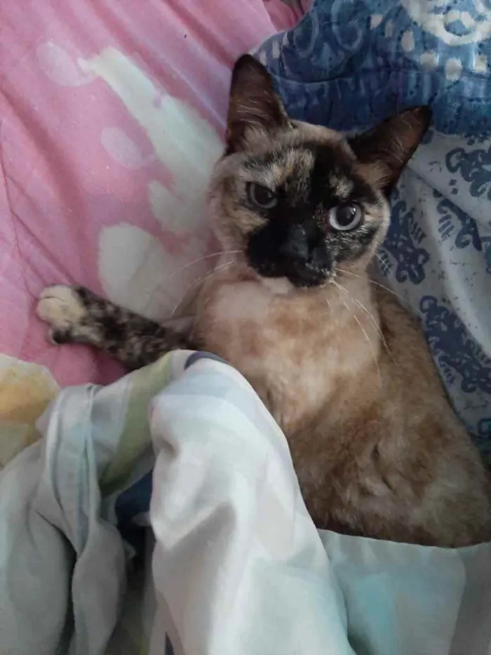 Gato ra a Siamês com vira-lata  idade 7 a 11 meses nome Nina Linda gatinha 