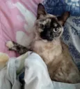 Nina Linda gatinha