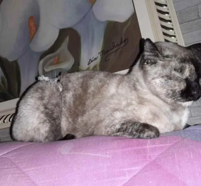 Gato ra a Siamês com vira-lata  idade 7 a 11 meses nome Nina Linda gatinha 