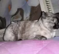 Nina Linda gatinha