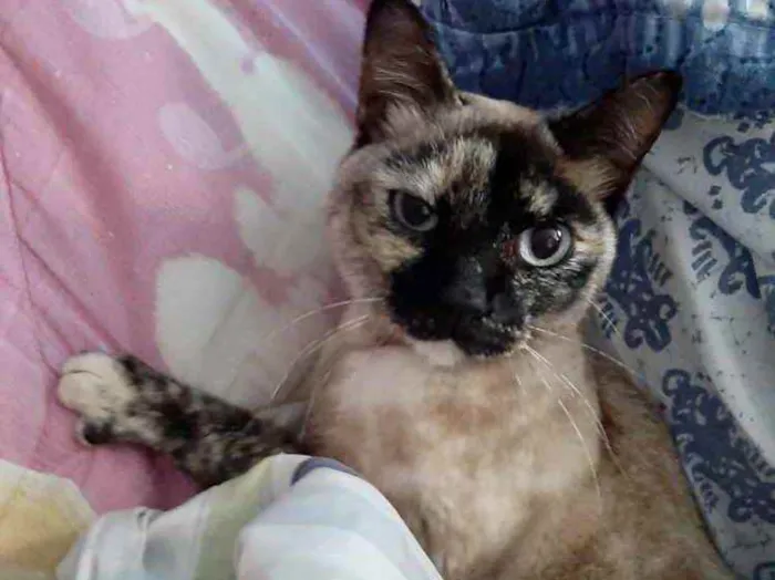 Gato ra a Siamês com vira-lata  idade 7 a 11 meses nome Nina Linda gatinha 