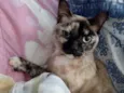 Nina Linda gatinha