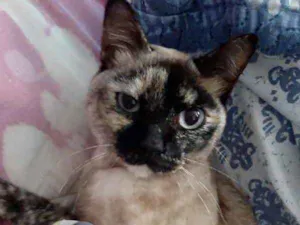 Gato raça Siamês com vira-lata  idade 7 a 11 meses nome Nina Linda gatinha 