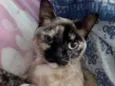Nina Linda gatinha