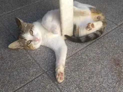 Gato ra a indefinida idade 2 a 6 meses nome ainda não tem 