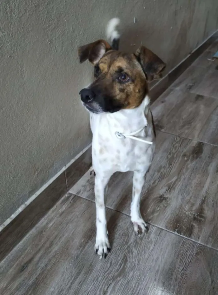Cachorro ra a Fox Terrier idade 2 anos nome Cazuza