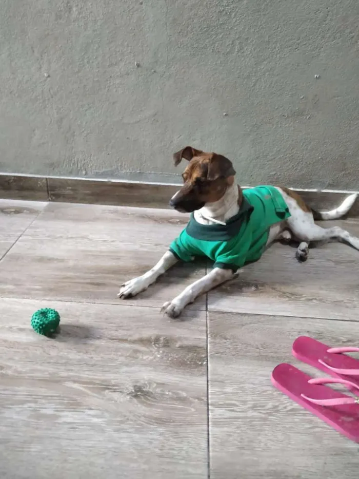 Cachorro ra a Fox Terrier idade 2 anos nome Cazuza