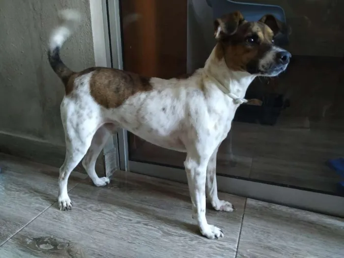 Cachorro ra a Fox Terrier idade 2 anos nome Cazuza