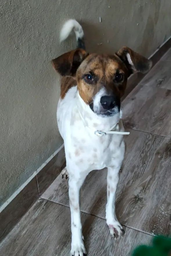 Cachorro ra a Fox Terrier idade 2 anos nome Cazuza
